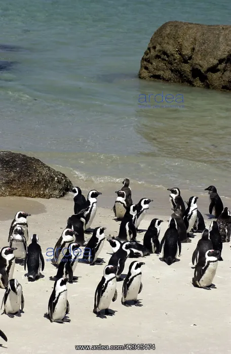 : African / Black-footed / Jackass Penguin - on the beach : African / Black-footed / Jackass Penguin - on the beach