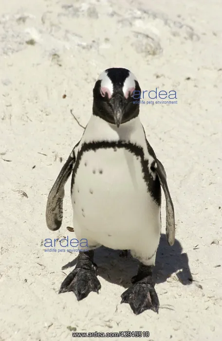 : African / Black-footed / Jackass Penguin - on the beach : African / Black-footed / Jackass Penguin - on the beach
