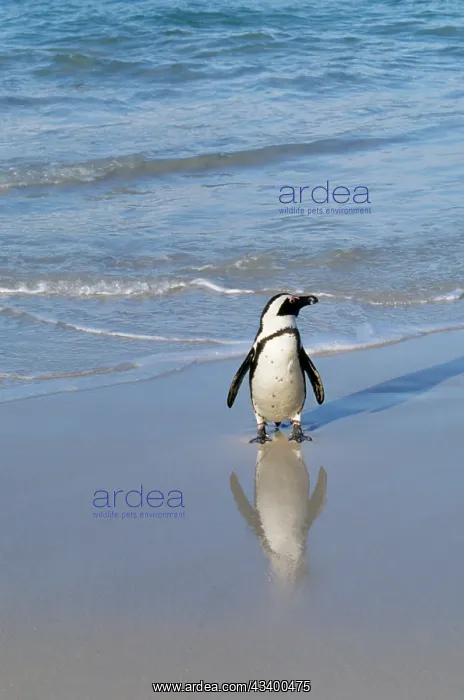 : African / Black-footed / Jackass Penguin - on beach : African / Black-footed / Jackass Penguin - on beach