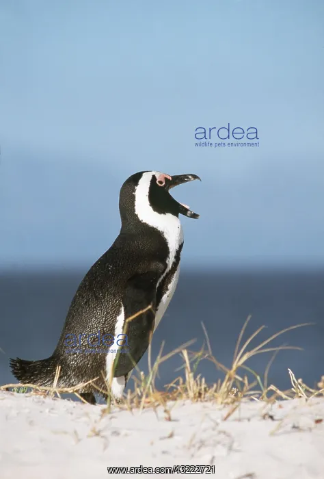 : African / Black-footed / Jackass Penguin - beak open : African / Black-footed / Jackass Penguin - beak open