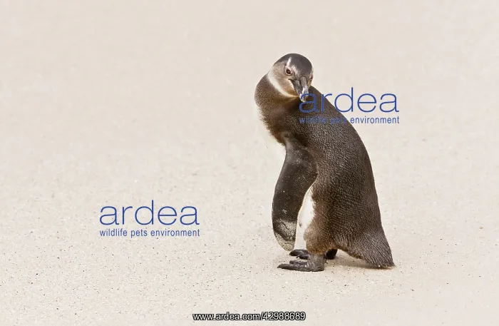 : African / Black-footed / Jackass Penguin. Boulders : African / Black-footed / Jackass Penguin. Boulders