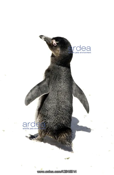 : African / Black-footed / Jackass Penguin - at the cape : African / Black-footed / Jackass Penguin - at the cape