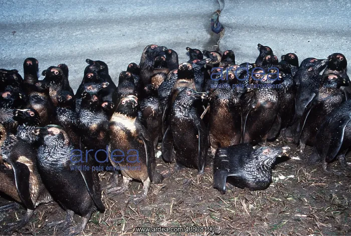 : African / Black-footed / Jackass Penguin - coverd in oil : African / Black-footed / Jackass Penguin - coverd in oil