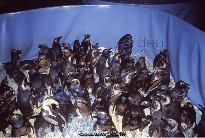 : African / Black-footed / Jackass Penguin - covered in oil : African / Black-footed / Jackass Penguin - covered in oil