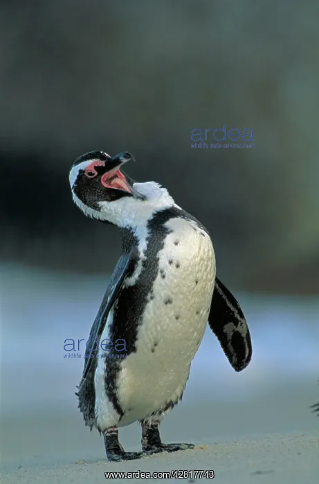 : African / Black-footed / Jackass Penguin - Grooming : African / Black-footed / Jackass Penguin - Grooming