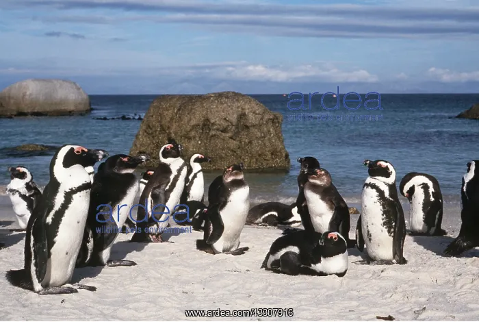 : African / Black-footed / Jackass Penguin - group by sea : African / Black-footed / Jackass Penguin - group by sea