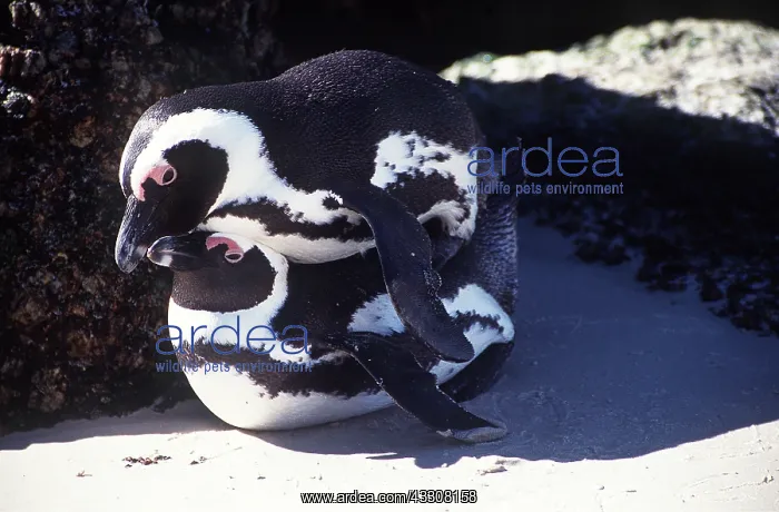: African / Black-footed / Jackass Penguin - MATING : African / Black-footed / Jackass Penguin - MATING
