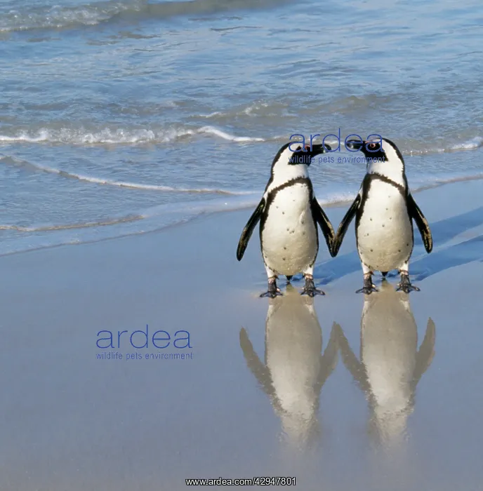 : African / Black-footed / Jackass Penguin - pair : African / Black-footed / Jackass Penguin - pair