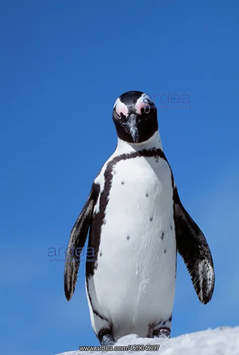 : African / Black-footed / Jackass Penguin - standing : African / Black-footed / Jackass Penguin - standing