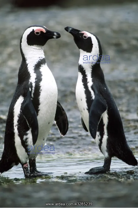 : African / Black-footed / Jackass Penguin - two standing : African / Black-footed / Jackass Penguin - two standing