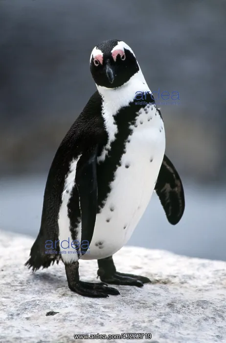 : African / Black-footed / Jackass Penguin - standing on rock : African / Black-footed / Jackass Penguin - standing on rock
