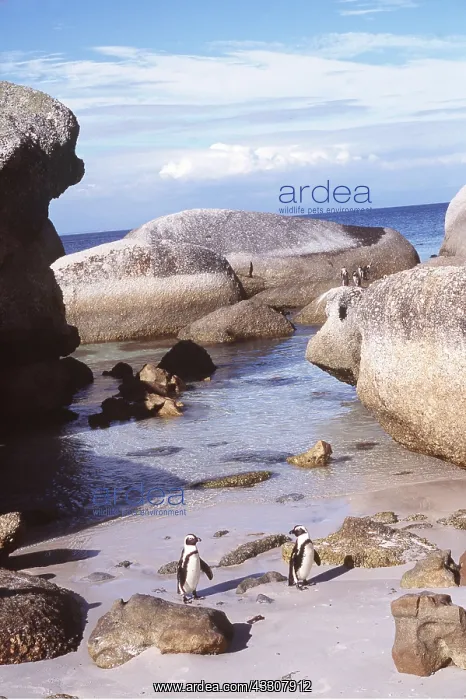 : African / Black-footed / Jackass Penguin - x two on beach : African / Black-footed / Jackass Penguin - x two on beach