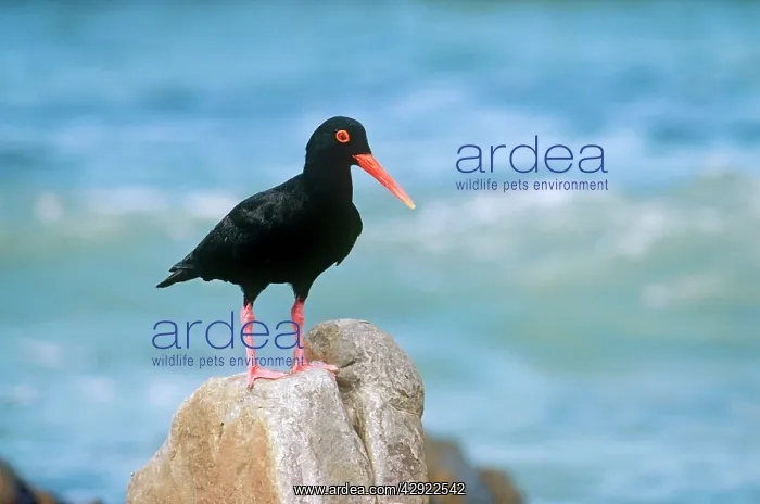 : AFRICAN BLACK OYSTERCATCHER : AFRICAN BLACK OYSTERCATCHER