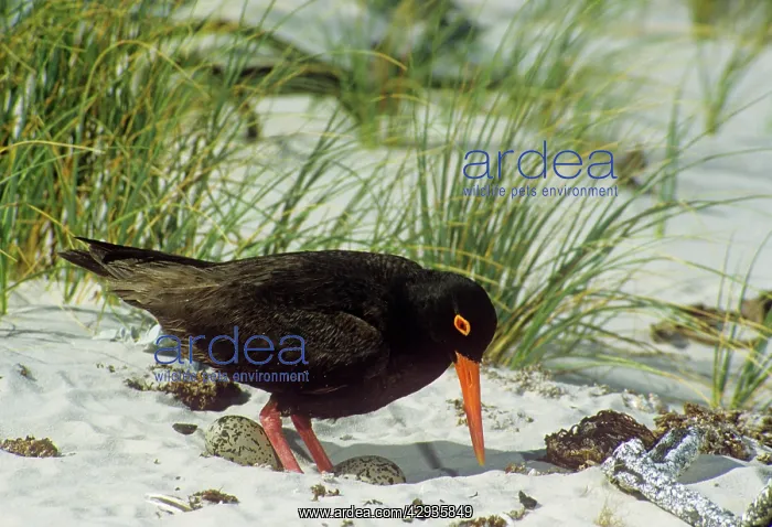: African Black OYSTERCATCHER : African Black OYSTERCATCHER