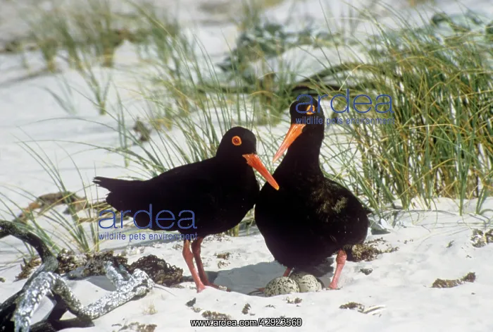 : AFRICAN BLACK OYSTERCATCHERS : AFRICAN BLACK OYSTERCATCHERS