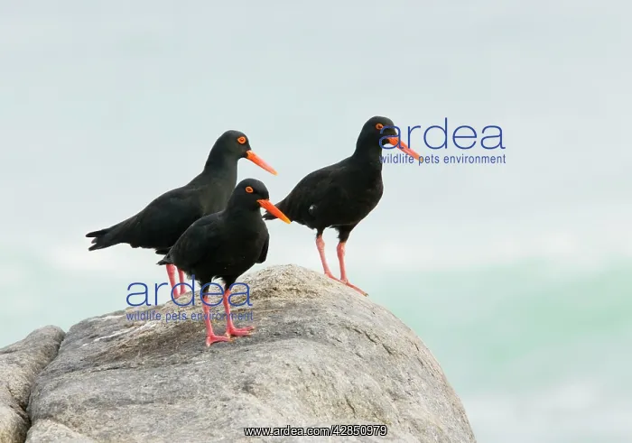 : African Black Oystercatchers - group of 3 perched on rock : African Black Oystercatchers - group of 3 perched on rock