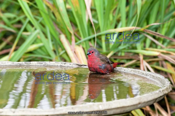 : African / Blue-billed Firefinch - at birdbath : African / Blue-billed Firefinch - at birdbath