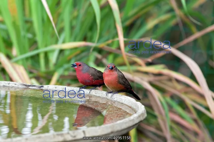 : African / Blue-billed Firefinch - at birdbath : African / Blue-billed Firefinch - at birdbath