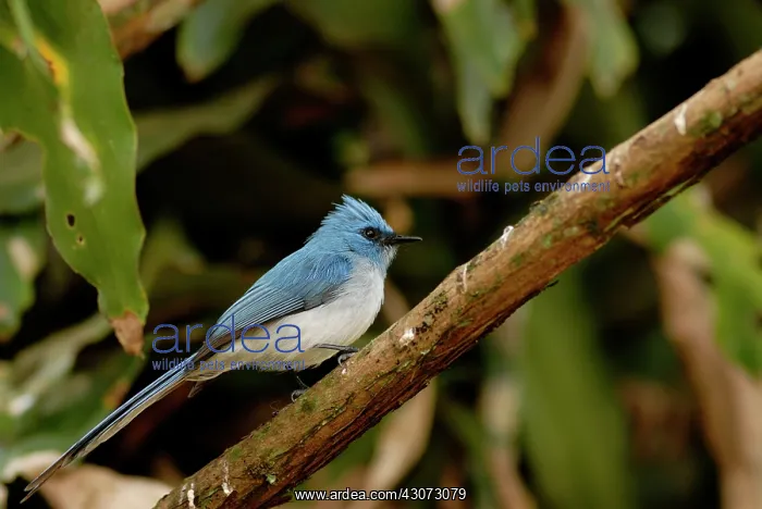 : African Blue Flycatcher : African Blue Flycatcher