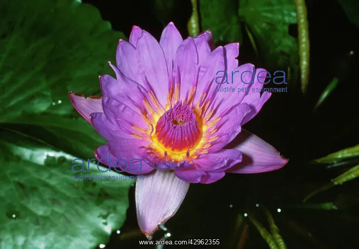 : African Blue Water Lily : African Blue Water Lily