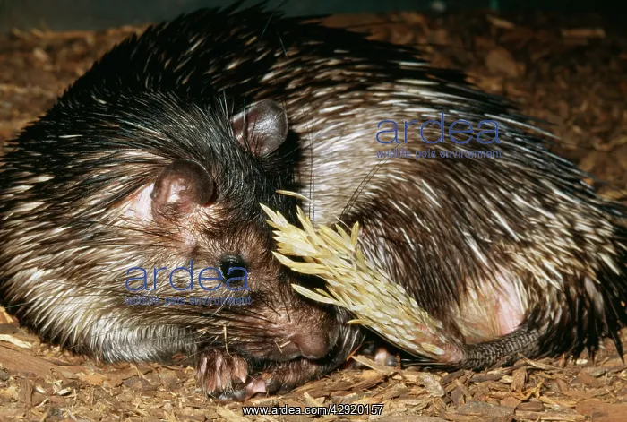 : AFRICAN BRUSH-TAILED PORCUPINE : AFRICAN BRUSH-TAILED PORCUPINE