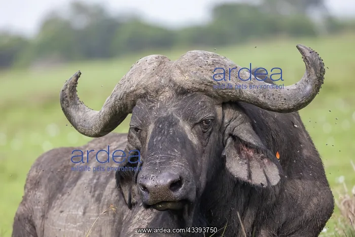 : AFRICAN BUFFALO : AFRICAN BUFFALO