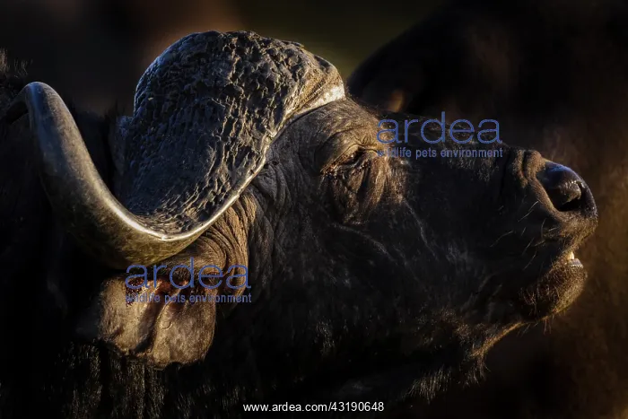 : African buffalo, affalo, nyati, mbogo or Cape buffalo : African buffalo, affalo, nyati, mbogo or Cape buffalo
