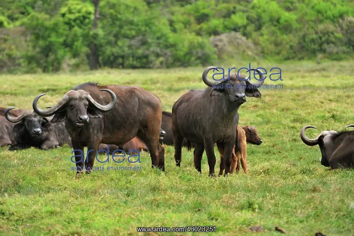 : African Buffalo / Cape Buffalo with calf : African Buffalo / Cape Buffalo with calf