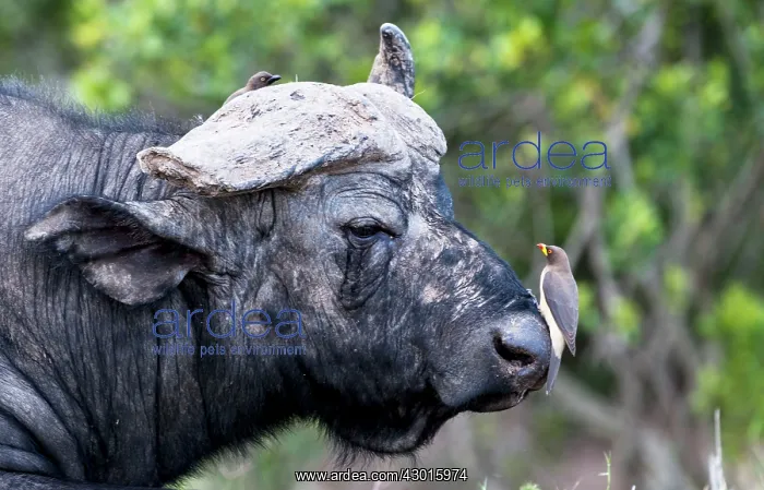  : African Buffalo  /  Cape Buffalo with Red-billed Oxpeckers