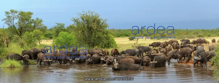 : African buffalo or Cape buffalo (Syncerus caffer) : African buffalo or Cape buffalo (Syncerus caffer)