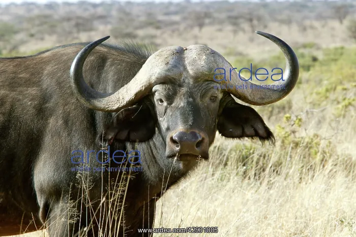 : African Buffalo - close-up of head : African Buffalo - close-up of head