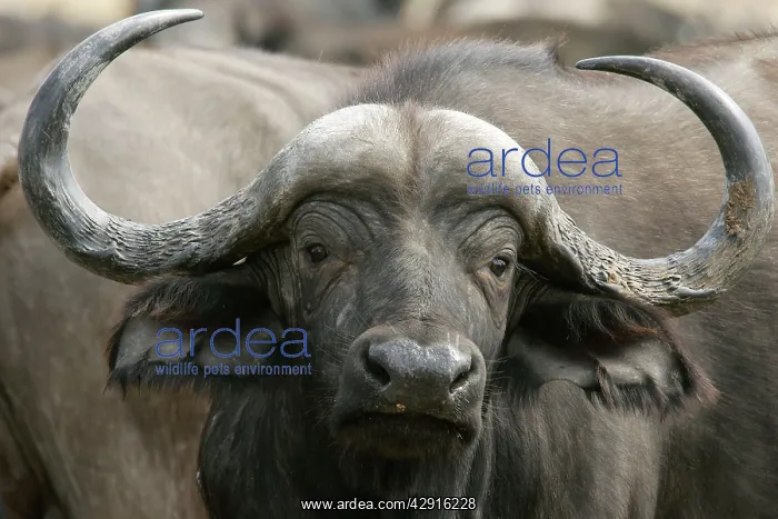 : African Buffalo - close-up of head : African Buffalo - close-up of head