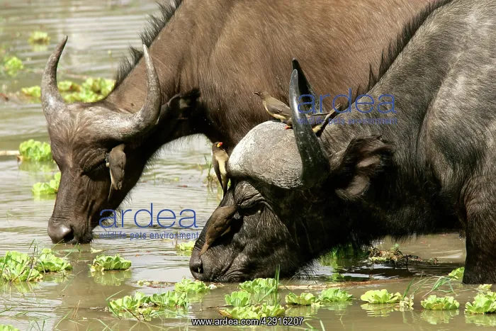 : African Buffalo - drinking with Yellow-billed Oxpecker : African Buffalo - drinking with Yellow-billed Oxpecker