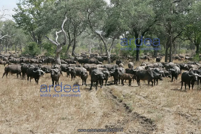 : African Buffalo - herd : African Buffalo - herd