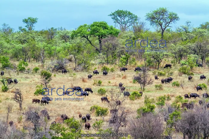 : African buffalo in Kruger National park, South Africa : African buffalo in Kruger National park, South Africa