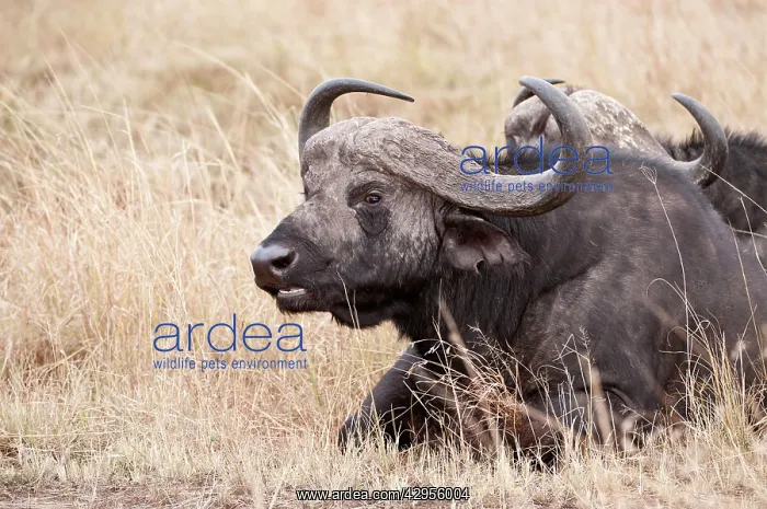 : African Buffalo - lying in dry grass chewing cud : African Buffalo - lying in dry grass chewing cud