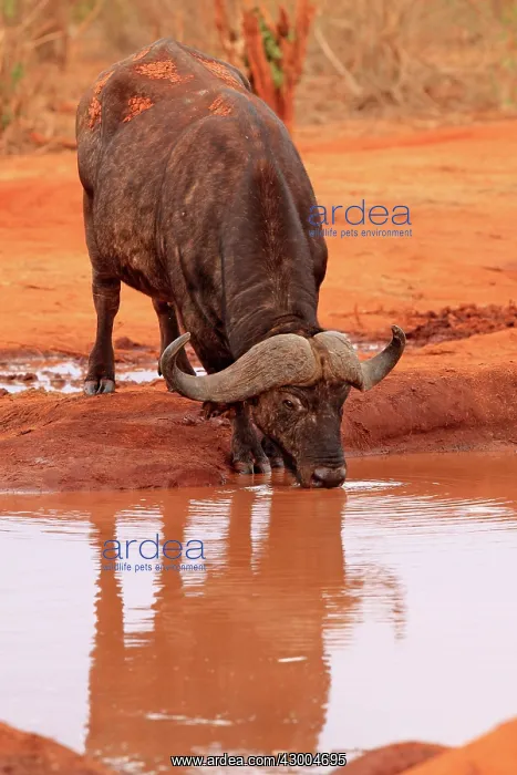 : African Buffalo one male drinking at waterhole : African Buffalo one male drinking at waterhole