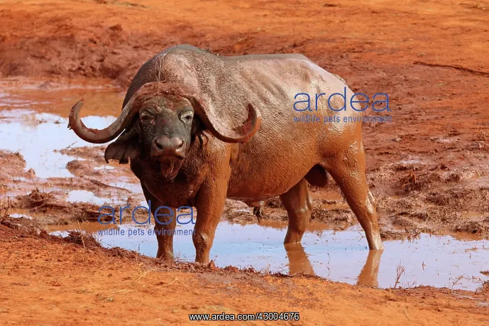 : African Buffalo male at waterhole : African Buffalo male at waterhole