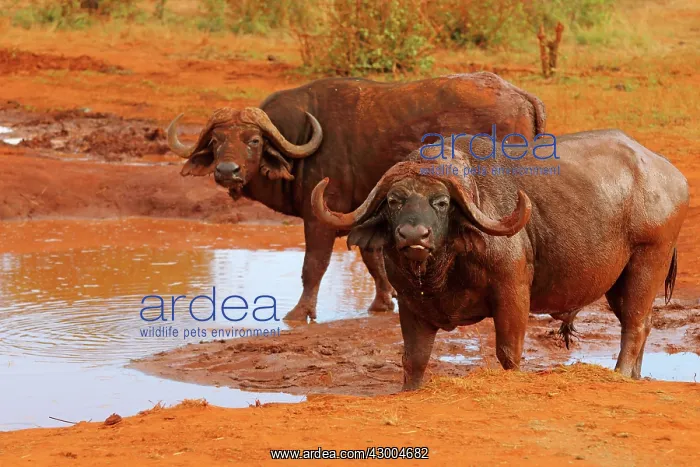 : African Buffalo two males at waterhole : African Buffalo two males at waterhole