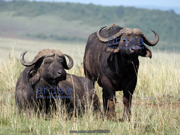  : African Buffalo in the Masai Mara, Kenya, Africa