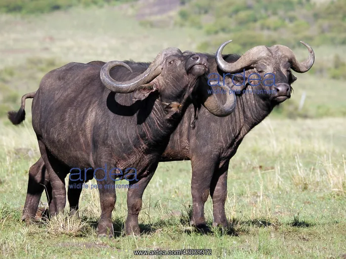  : African Buffalo in the Masai Mara, Kenya, Africa