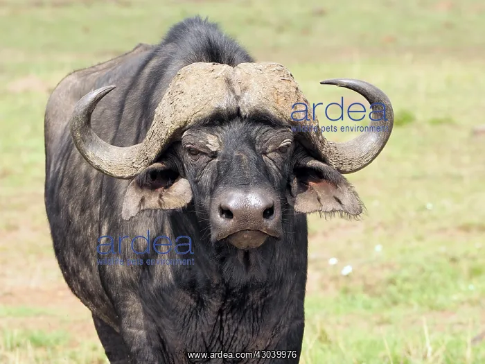  : African Buffalo in the Masai Mara, Kenya, Africa
