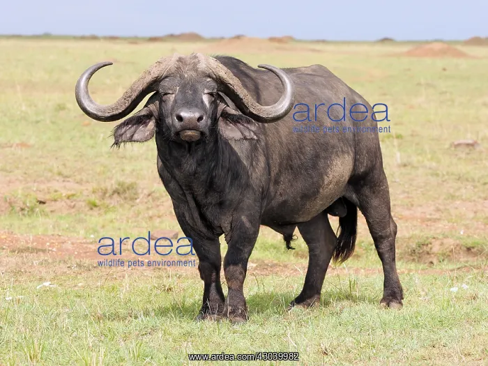  : African Buffalo in the Masai Mara, Kenya, Africa