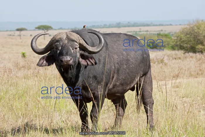  : African Buffalo - With Oxpecker - On savannah plains