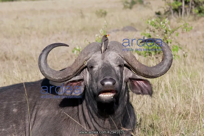 : African Buffalo - With Oxpecker - On savannah plains : African Buffalo - With Oxpecker - On savannah plains