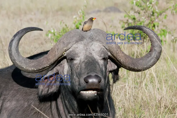 : African Buffalo - With Oxpecker - On savannah plains : African Buffalo - With Oxpecker - On savannah plains