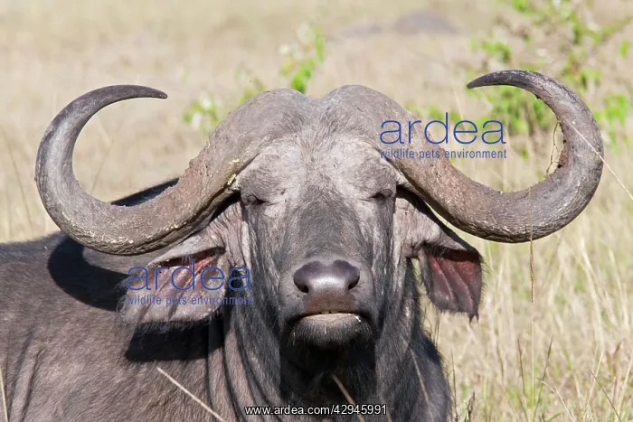 : African Buffalo - On savannah plains : African Buffalo - On savannah plains