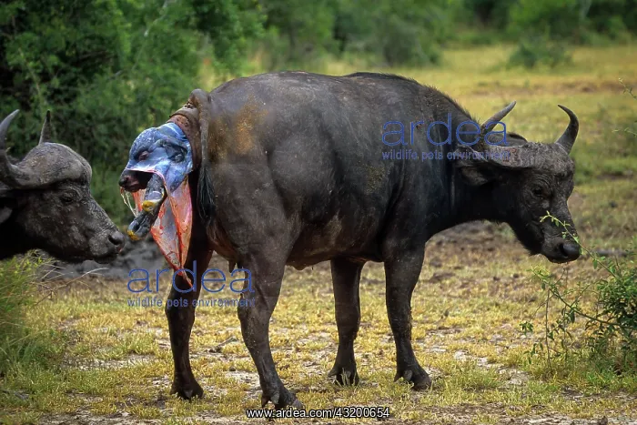 : African Buffalo (Syncerus caffer). Cow giving birth : African Buffalo (Syncerus caffer). Cow giving birth