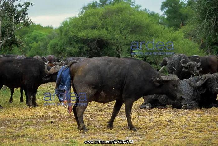 : African Buffalo (Syncerus caffer). Cow giving birth : African Buffalo (Syncerus caffer). Cow giving birth