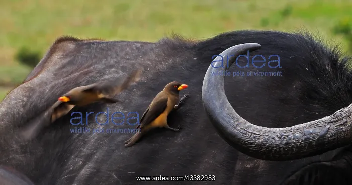 : African Buffalo (syncerus caffer), Adult with Ye : African Buffalo (syncerus caffer), Adult with Ye